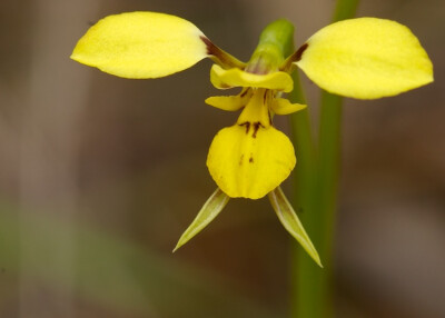 像动物的植物之驴兰（Donkey Orchid）