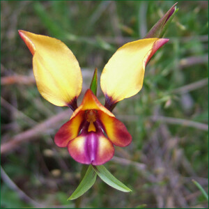 像动物的植物之驴兰（Donkey Orchid）