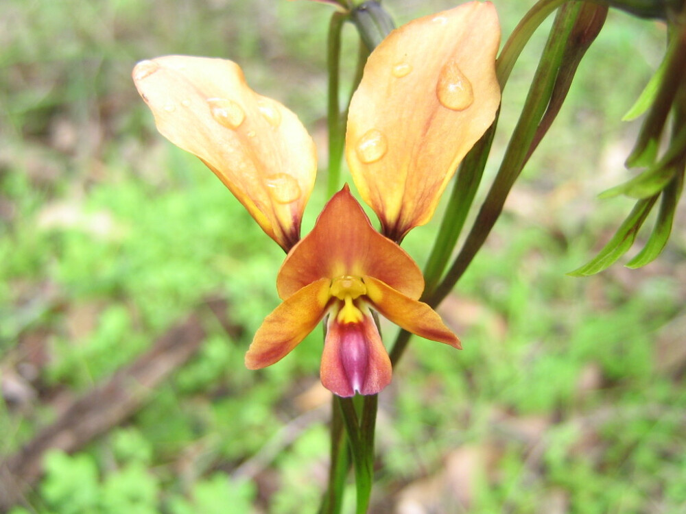 像动物的植物之驴兰（Donkey Orchid）