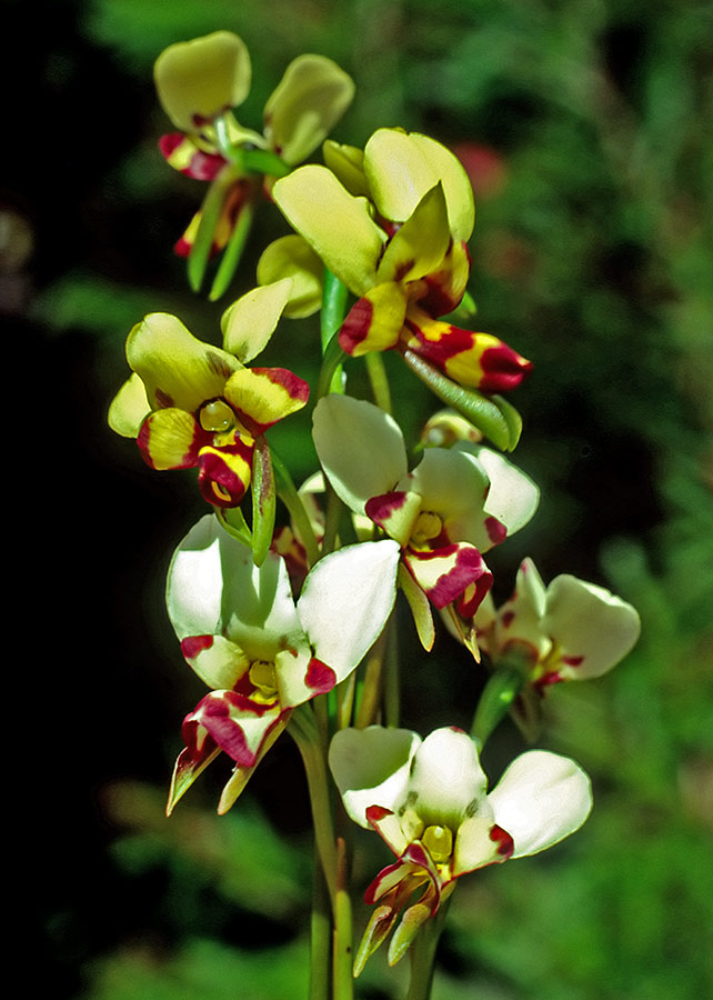 像动物的植物之驴兰（Donkey Orchid）