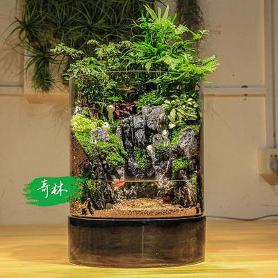 奇林植艺高端定制 水陆两栖雨林 苔藓微景观 生态瓶 创意绿植礼品