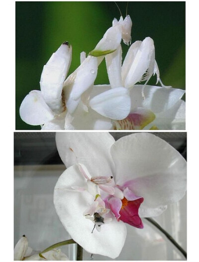 兰花螳螂（Hymenopus coronatus ）