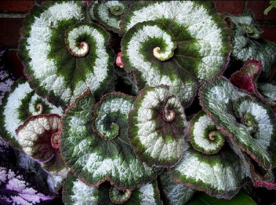 Escargot begonia