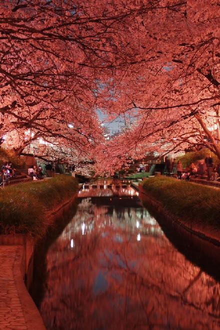 日本元荒川夜晚樱花盛开的场景，美cry！