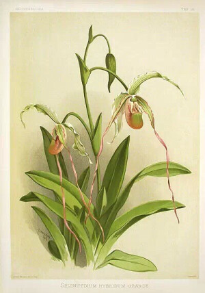 【《Light Of Spring》《春之光影》】一雨一花一春回,一风一叶一秋归。多种类、精细的彩绘！太漂亮了！19世纪Benjamin Fawcett绘。