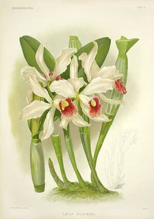 【《Light Of Spring》《春之光影》】一雨一花一春回,一风一叶一秋归。多种类、精细的彩绘！太漂亮了！19世纪Benjamin Fawcett绘。