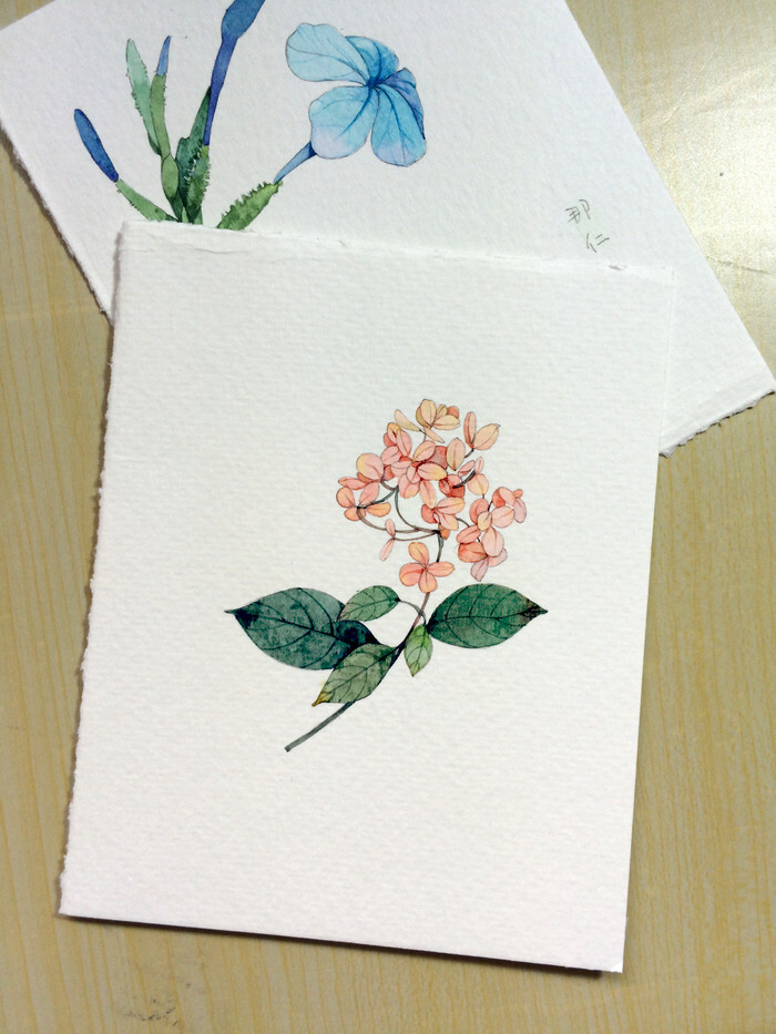 花花草草小卡片那仁插画手绘水彩涂鸦王国插画