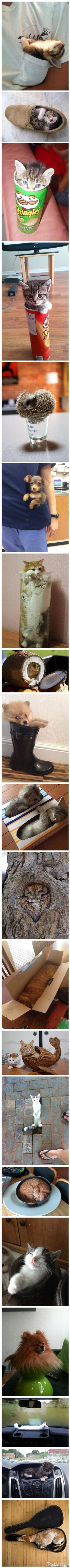 动物有种生活态度叫做。。。。给个洞我就可以玩的很爽（英国那些事儿）