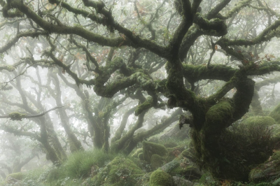 photos by david clapp, katherine kuzmenko and duncan george from the ancient oak forest of wistmans wood in dartmoor