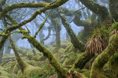 photos by david clapp, katherine kuzmenko and duncan george from the ancient oak forest of wistmans wood in dartmoor