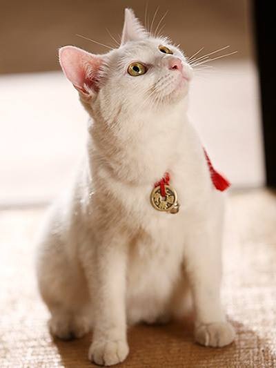 日剧《猫侍2》！浪人武士和一只猫之间的暖心故事！简直是喵星人卖萌物语系列！！实际上就是猫奴加铲屎官，剧情萌萌哒！！【第1集：L【日剧】猫侍2 01 萌萌的喵星人 北村一辉【三角字幕组】 】还有必看花絮：L【日剧】猫侍2 00 萌萌的喵星人 北村一辉【三角字幕组】 （转）