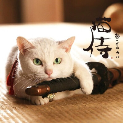 日剧《猫侍2》！浪人武士和一只猫之间的暖心故事！简直是喵星人卖萌物语系列！！实际上就是猫奴加铲屎官，剧情萌萌哒！！【第1集：L【日剧】猫侍2 01 萌萌的喵星人 北村一辉【三角字幕组】 】还有必看花絮：L【日剧…