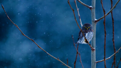 美国蒙大拿州，冰川国家公园中的北方侏儒猫头鹰 MTPygmyOwl