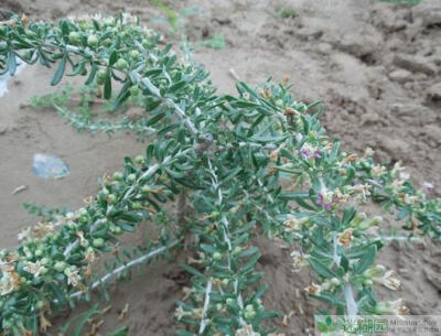 枸杞作为一种药用小植物，同时也算成是是一种很好的水土保持的物种，当然他重要就是可以当成中药材，浑身是宝也是名不虚传，叶、果、皮这三样都可入药所用。近几年时间以来，随着大众滋补药品和食品的开发利用，枸杞…