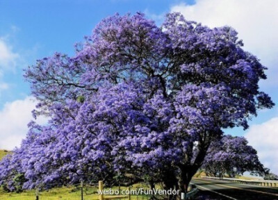 #travel# 4月到6月是蓝花楹的花期，想去那些种满了蓝花楹的街道散步。