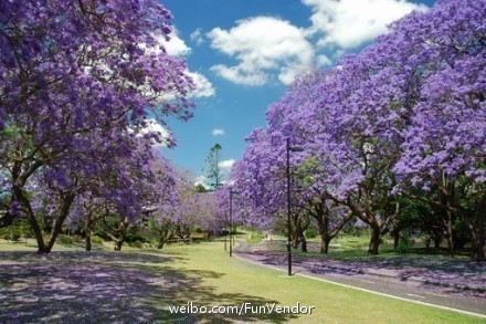 #travel# 4月到6月是蓝花楹的花期，想去那些种满了蓝花楹的街道散步。