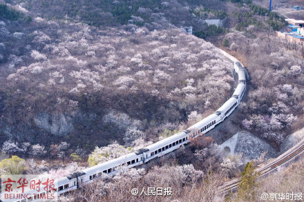 【6元，开往春天的列车想看的转！】这是昨天京华时报记者@pphoto 在居庸关拍摄的，穿越花海的梦幻之旅。北京市郊铁路S2线，票价约6元。约起！