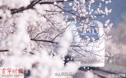 【6元，开往春天的列车想看的转！】这是昨天京华时报记者@pphoto 在居庸关拍摄的，穿越花海的梦幻之旅。北京市郊铁路S2线，票价约6元。约起！