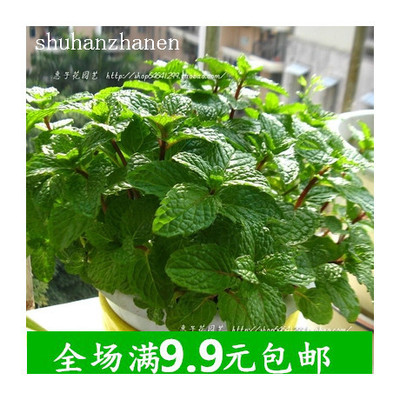 9.9元包邮香水薄荷种子大叶薄荷阳台盆栽香草可食用蔬菜柠檬薄荷