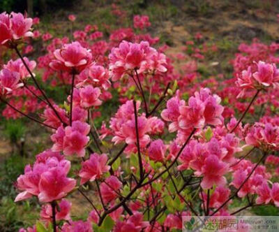 进入4月下旬，又一个杜鹃花品种——映山红绽放了，青岛西海岸的大珠山即将进入又一轮赏花潮。花开之时，大珠山风景区推出万人同唱《映山红》、清熙风铃节、登山节等活动，森林野生动物世界、藏马山旅游度假区、珠山…