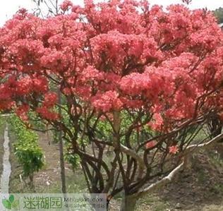 进入4月下旬，又一个杜鹃花品种——映山红绽放了，青岛西海岸的大珠山即将进入又一轮赏花潮。花开之时，大珠山风景区推出万人同唱《映山红》、清熙风铃节、登山节等活动，森林野生动物世界、藏马山旅游度假区、珠山…