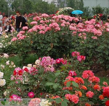 继梅花、桃花、海棠、牡丹之后，市民又有新花可以赏了。第二十届常州市花—月季花展将于今天在紫荆公园开幕。花展会徽也将正式揭牌，这个会徽由常州一位老师设计的，充分体现常州独特的历史文化底蕴与月季文化特色。