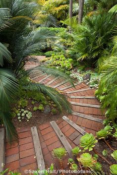 Brick path steps down through Worth tropical foliage garden on California hillside