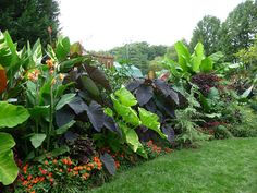 elephant ears, cannas, xanthosomas 'Lime Zinger', coleus, impatiens