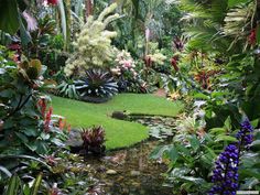 Dennis Hundscheidt's tropical garden, Brisbane, Qld