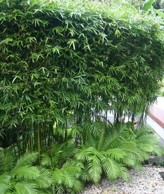 Planting for privacy: bamboo. I did this in my backyard in LA; tri-level at 3, 6, and 10 ft front to back. I loved it!