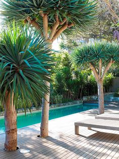 Small, narrow lap pool along the back fence - can function as a small pool and the water feature.