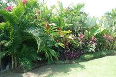 Tropical garden