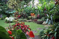 Dennis Hundscheidt's tropical garden | Best tropical gardens in Brisbane | The Courier-Mail