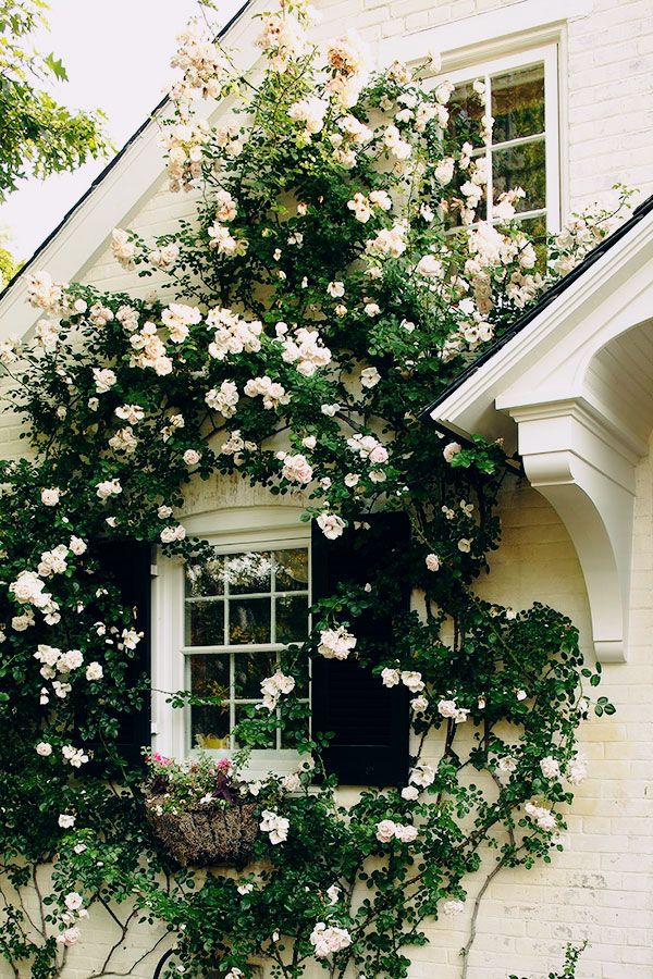 climbing roses.