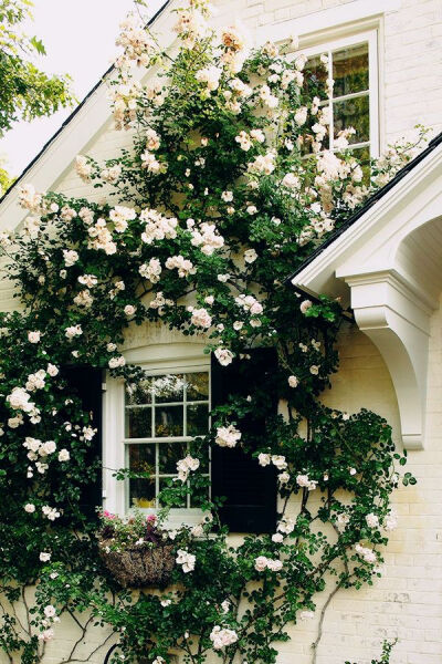 climbing roses.