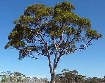 据澳大利亚当地介绍，他们国家有一种常见的树叫“Eucalyptus”（尤加利树）常年生长在有地下金矿的地区，当地专家表示有可能因为该地区长期干旱造成此树靠吸取地下金矿的水资源，导致吸入矿物质。