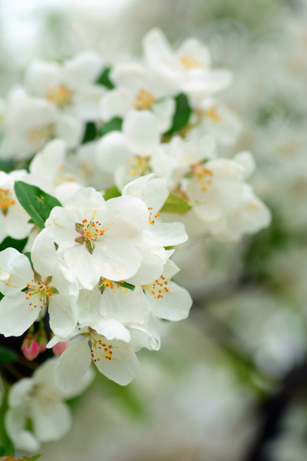 蔷薇科白花系列：Malus hupehensis 湖北海棠；Cerasus japonica var. kerii重瓣郁李；Laurocerasus zippeliana大叶桂樱；Pyrus梨属。@SK30000