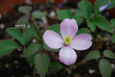 鲁本斯 Rubens 蒙大拿组。获1905年RHS 花园一等奖。攀援高度能达8-10米。粉色到浅粉色4瓣小花，有淡雅香味。花径5-6CM。 花期：晚春到早夏, 偶尔晚夏也开少量花朵。嫩叶呈浅古铜色，然后逐渐变成深绿色。全阳或半阴…