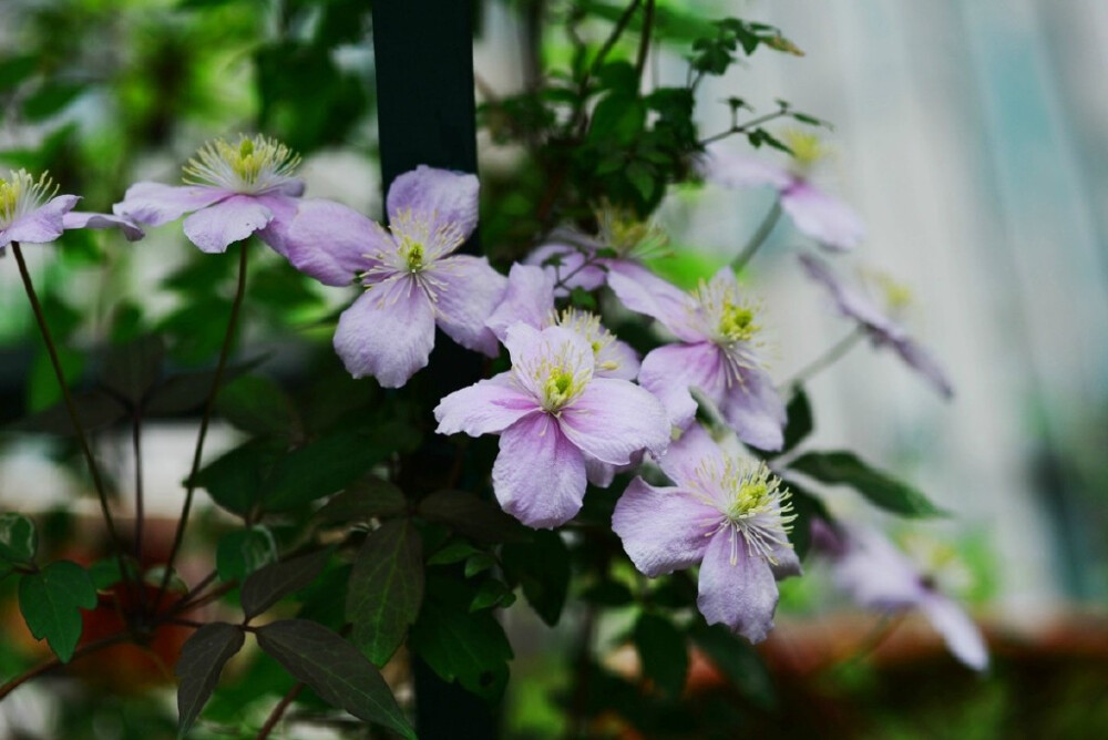 粉色系 杰出 Superba 蒙大拿组。单瓣玫瑰粉色小花，花瓣4枚。花药黄色。花期5-6月。不耐高温高湿。不算特别耐寒，喜肥沃排水好的土壤。新叶深红色，光照好的位置开花状态好。1类修剪。