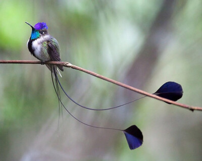 marvellous spatuletail 叉扇尾蜂鸟