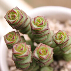 【饼儿家】钱串 景天 多肉植物 星乙女 绿植花卉小盆景盆栽