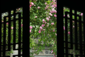 【美丽的中国】艺圃。
