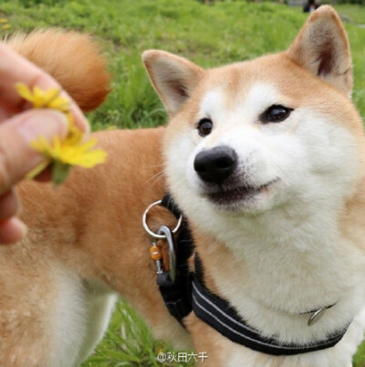 这只柴犬叫做“柴田部长”，简直超级英俊帅气！而且它还有个绝技能把舌头变成~v~的样子，完全被帅到了！（¯﹃¯）