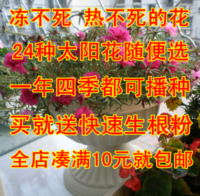 秒杀春季五角星狮子 茑萝 夏季观花种子太阳花 驱蚊草种子，物美价廉，值得购买