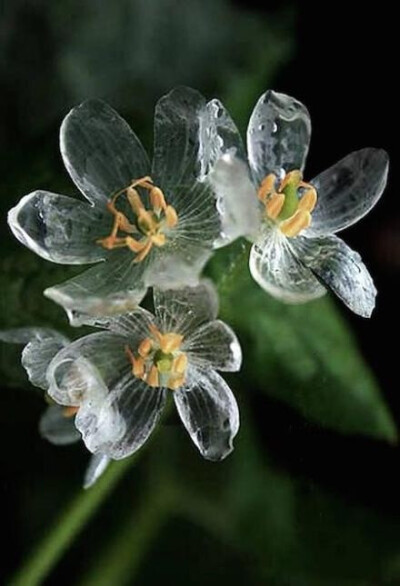 你见过淋雨后变透明的花吗？在日本本州岛北部就有这么一种花，简直美哭。