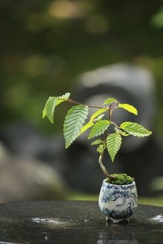 Bonsai