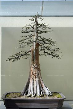 Bald Cypress Bonsai--this bonsai was created by an old friend of mine, Guy Guidry of Louisiana.