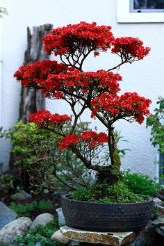 Bonsai tree