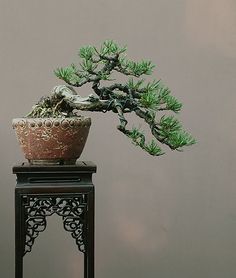 Walter Pall bonsai