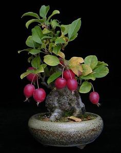 Halliana Malus / Crabapple-Mame